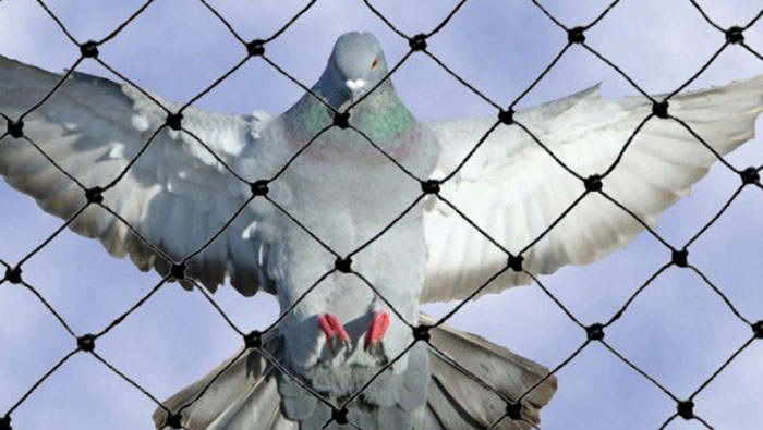 Anti Bird Nets In BTM-layout